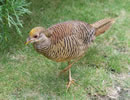 Golden Pheasant 8