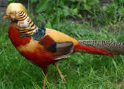 Pheasant 10