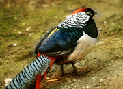 Pheasant 14