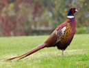 Ringneck Pheasant 1