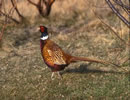 Ringneck Pheasant 2