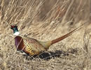 Ringneck Pheasant 4
