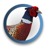 Pheasant Hunting Info