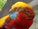 Golden Pheasant 1