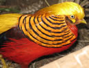 Golden Pheasant 2
