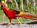 Golden Pheasant 3