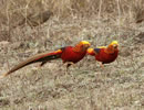 Golden Pheasant 4