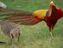 Golden Pheasant 5