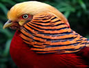 Golden Pheasant 6