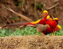 Golden Pheasant 7