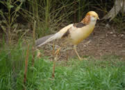 Pheasant 1