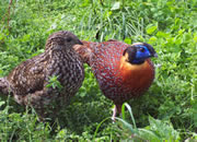 Pheasant 11