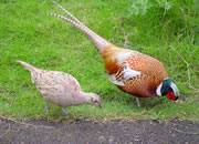 Pheasant 12