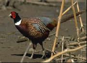 Pheasant 13