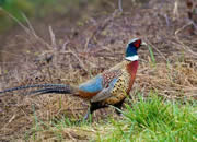 Pheasant 15