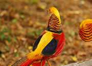 Pheasant 2