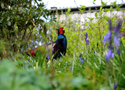 Pheasant 3