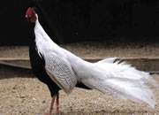 Pheasant 4