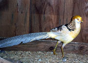 Pheasant 5