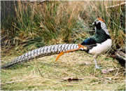 Pheasant 6