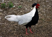 Pheasant 7