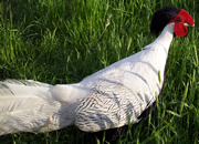 Pheasant 8