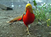 Pheasant 9