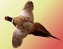 Ringneck Pheasant 3