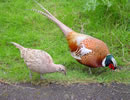 Ringneck Pheasant 5