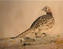 Ringneck Pheasant 6
