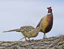 Ringneck Pheasant 7