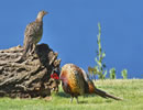 Ringneck Pheasant 8