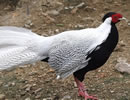 Silver Pheasant 1
