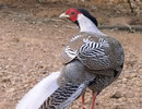 Silver Pheasant 2