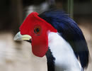 Silver Pheasant 4