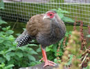 Silver Pheasant 5