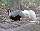 Silver Pheasant 7