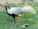 Silver Pheasant 8